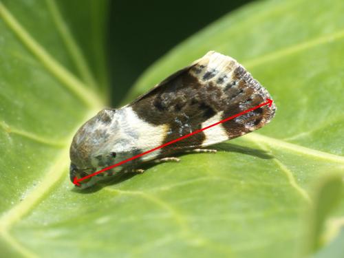 Acontia lucida